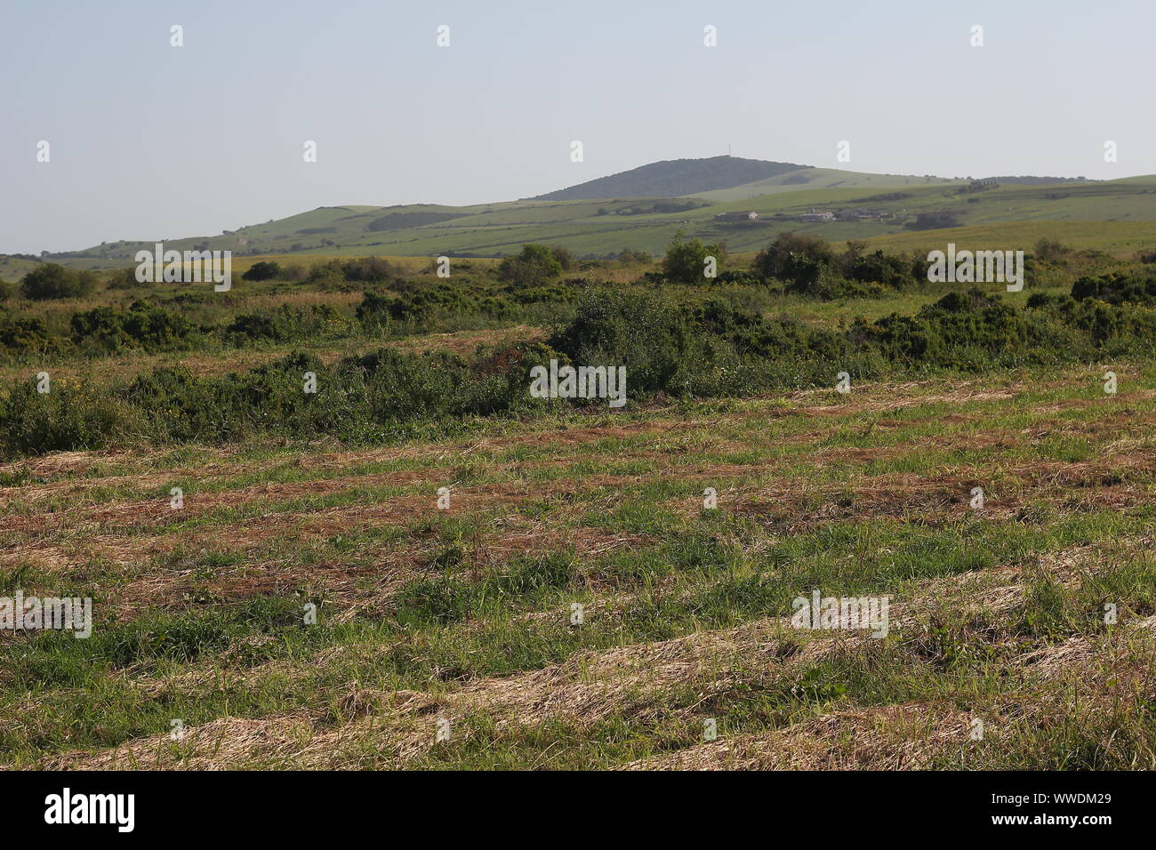 La fenaison au Boknes herbage, Eastern Cape, Afrique du Sud Banque D'Images