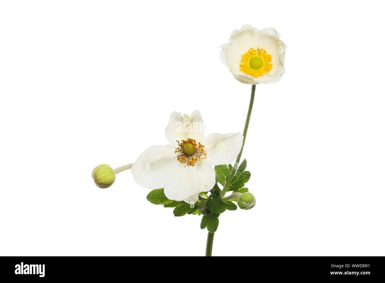 La décoloration et l'ouverture récente de l'anémone blanche fleurs et feuillages et bourgeons isolés contre white Banque D'Images