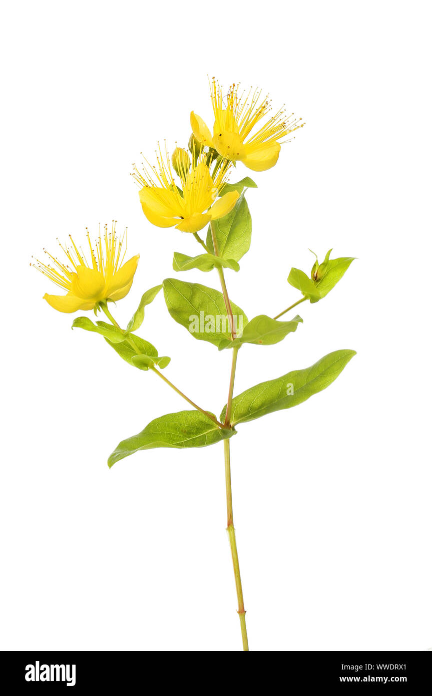 Perforer à St John's wort, Hypericum perforatum, fleurs et feuillages contre white Banque D'Images