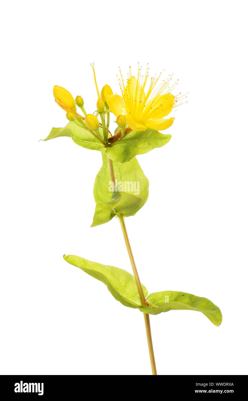 Perforer à St John's wort, Hypericum perforatum, fleurs et feuillages contre white Banque D'Images