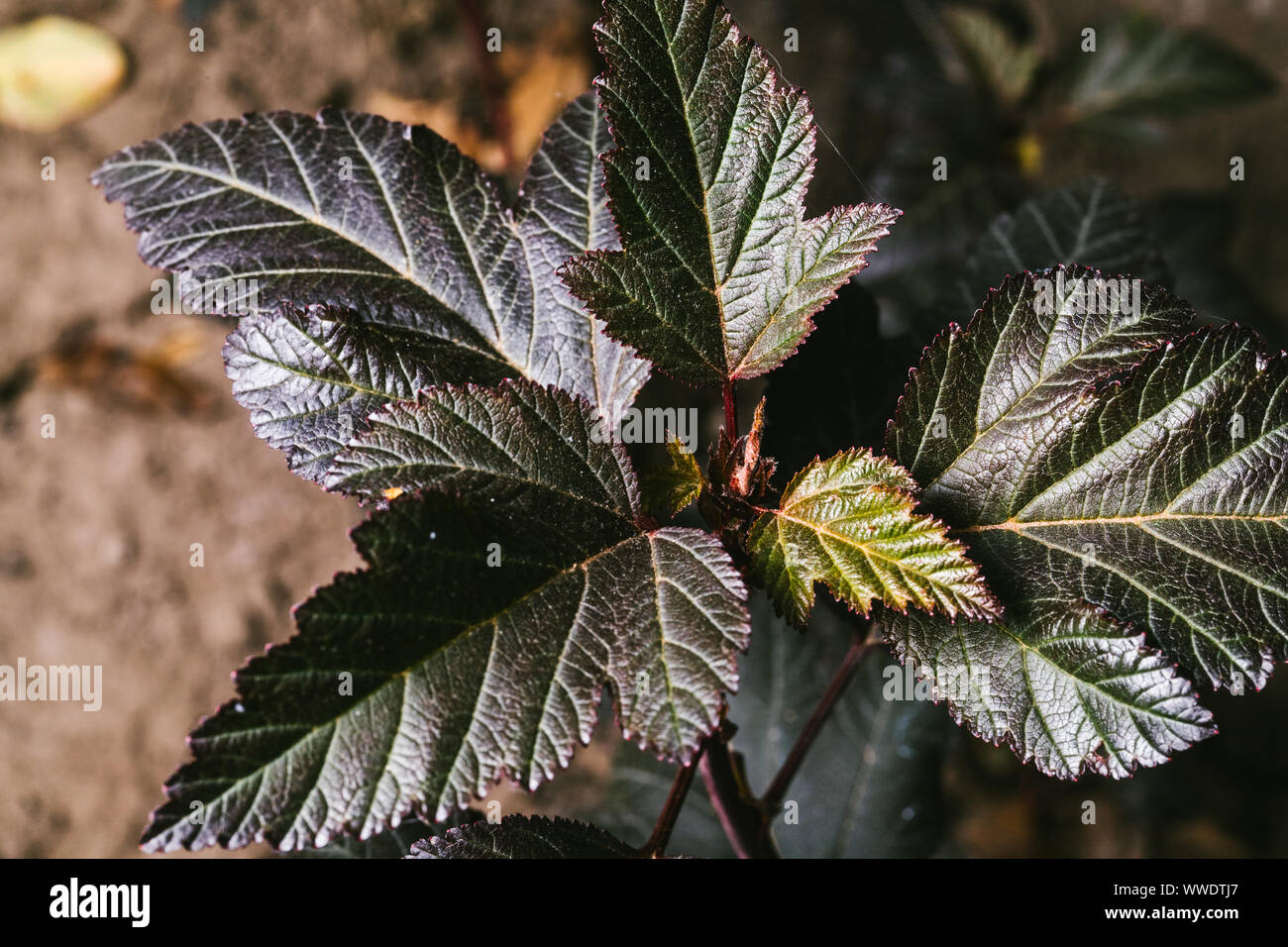 Physocarpus opulifolius Diablo Dor. Jeune semis Banque D'Images