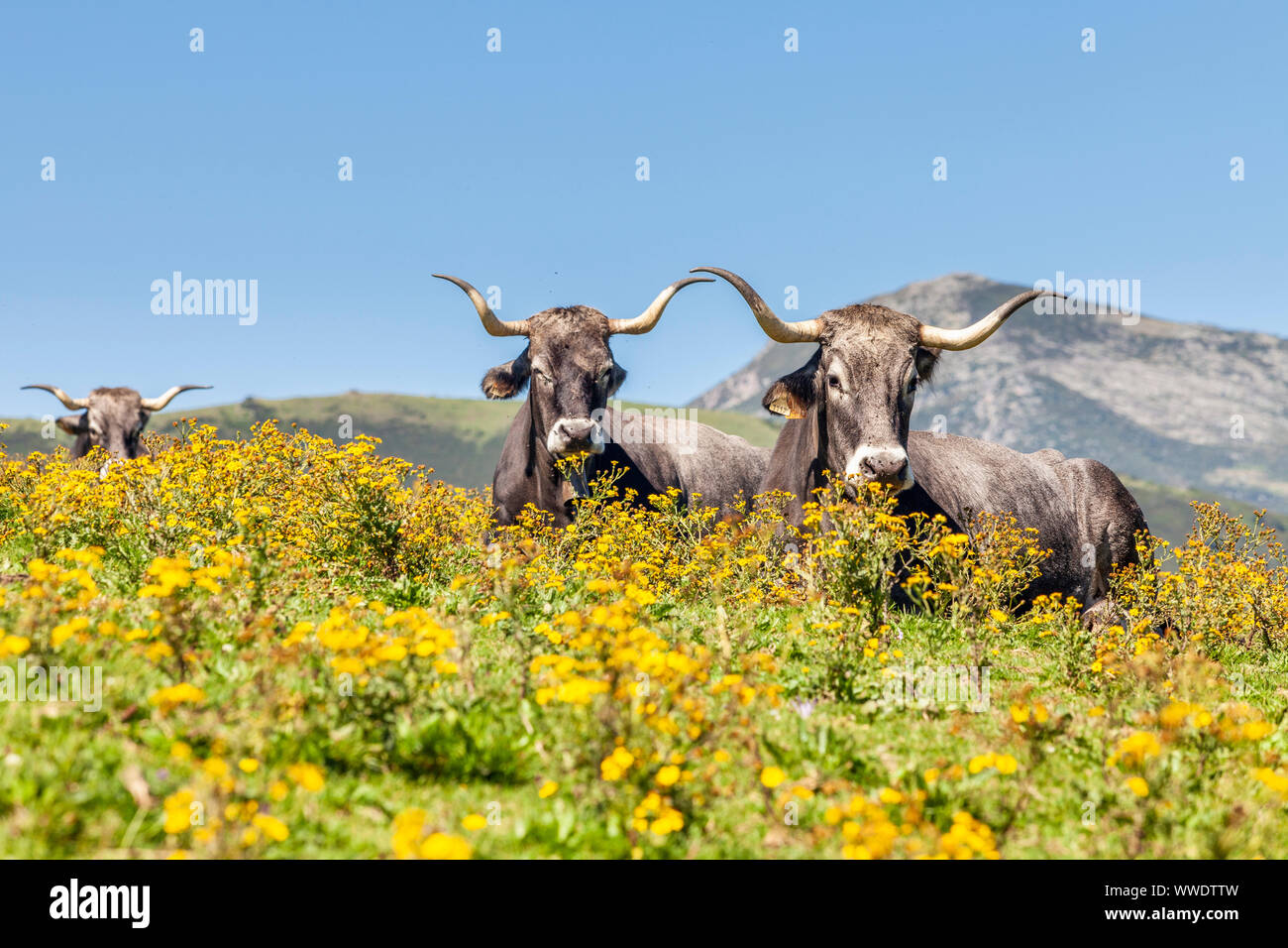 La Sierra del Escudo, Valles Pasiegos, Cantabria, ESPAGNE Banque D'Images