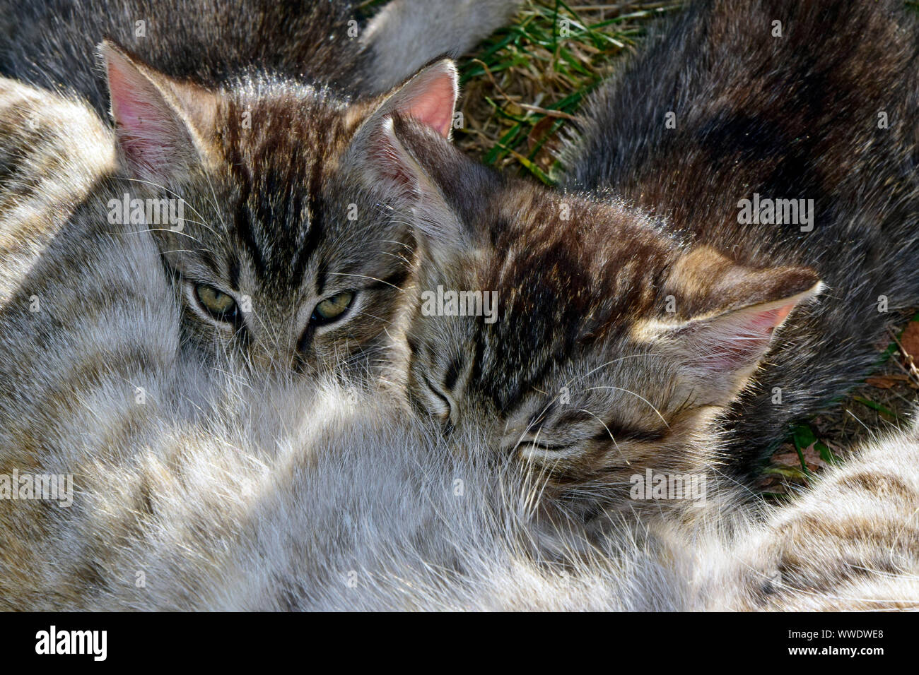 Portrait de deux chatons tigrés gris allaités par leur mère Banque D'Images