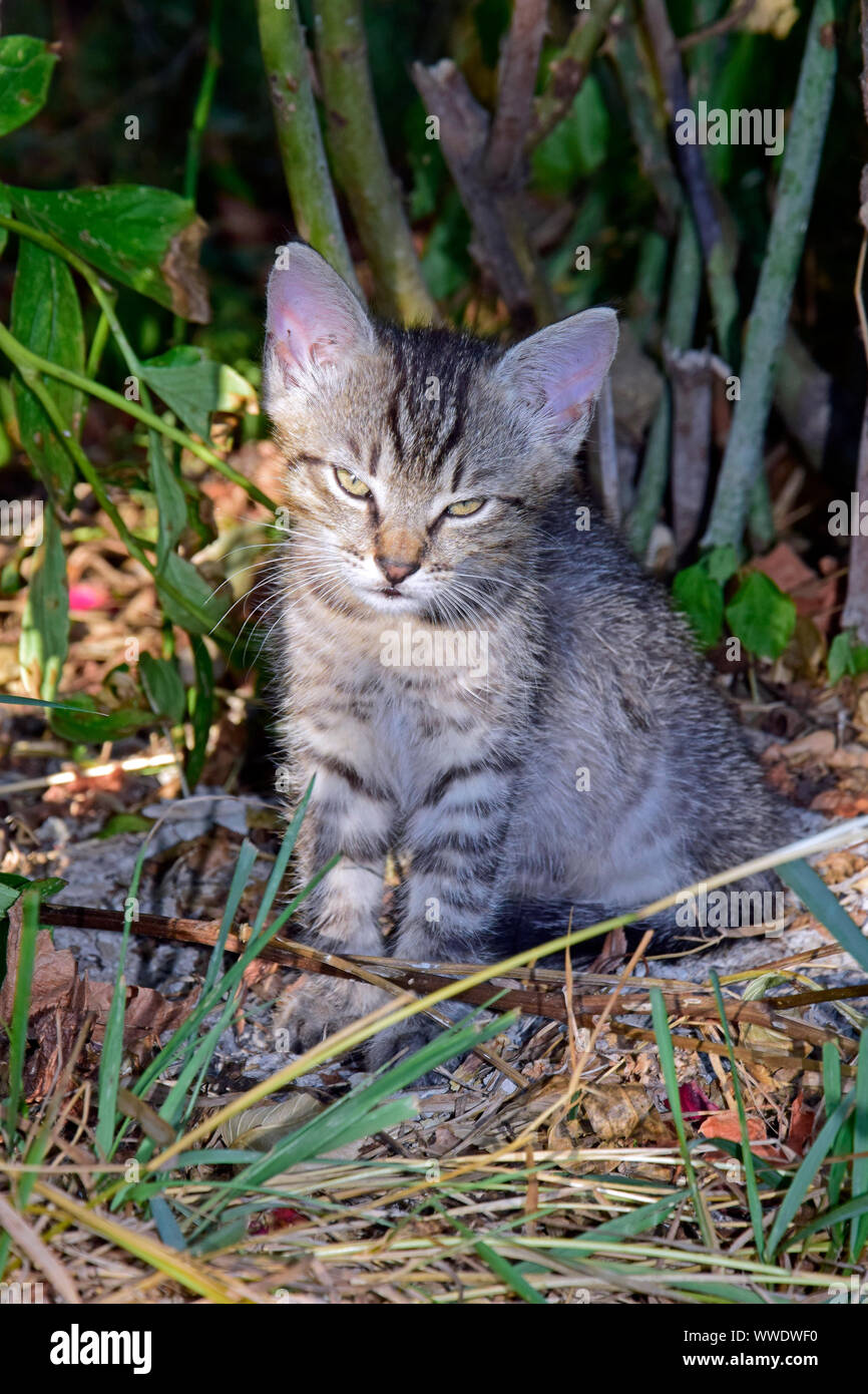 Huffy look de grey tabby kitten assis dans l'ombre d'arbustes Banque D'Images