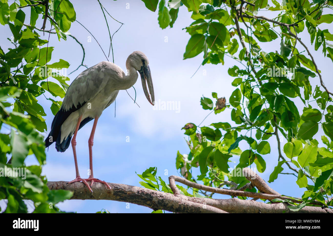L'Asian Openbill asiatique ou Stork (Anastomus oscitante) dans la nature de la Thaïlande Banque D'Images
