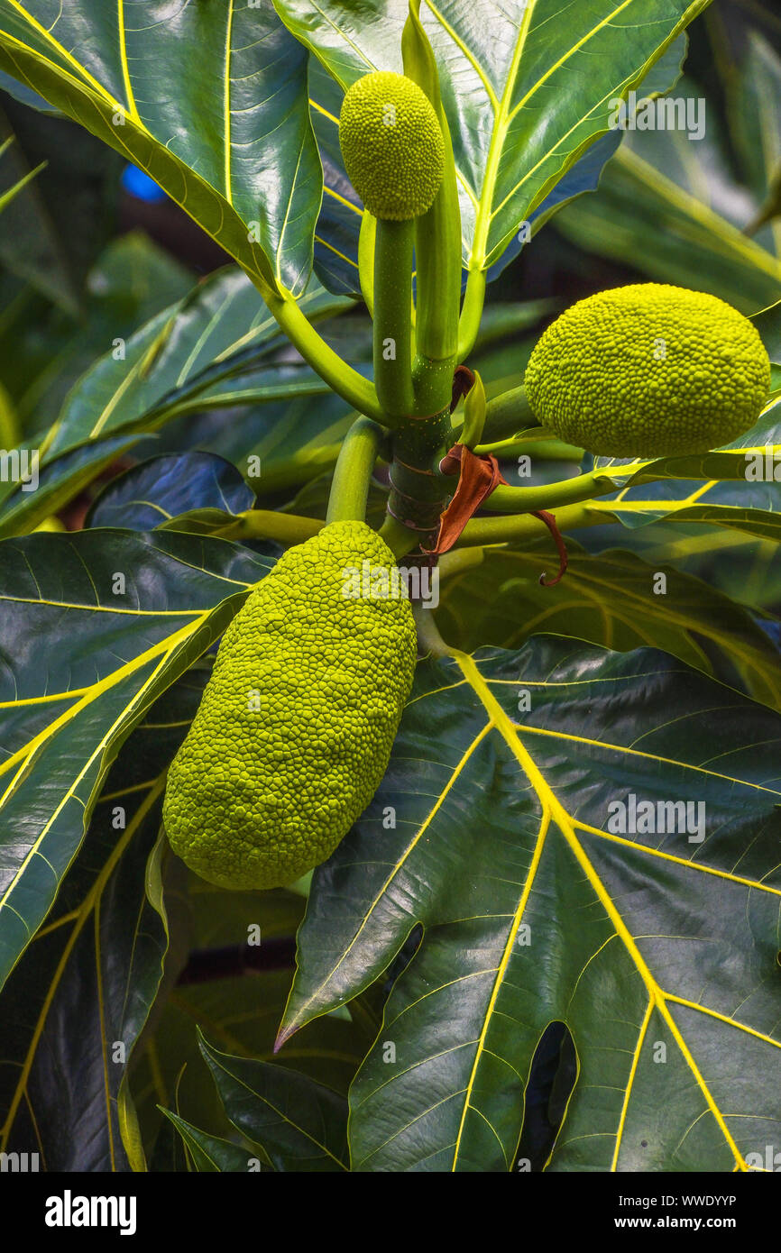 Fruit à pain Banque D'Images