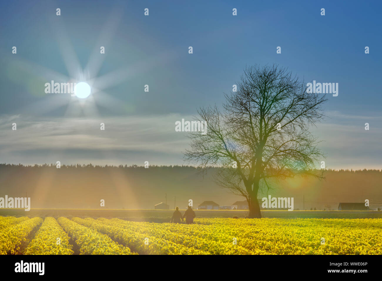 Festival des tulipes, Mt Vernon, Skagit Comté, Wa Banque D'Images
