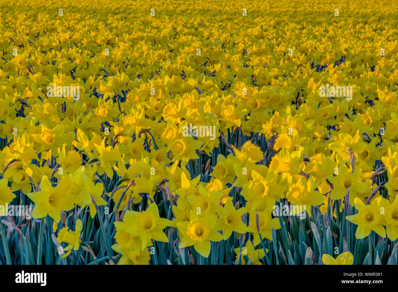 Festival des tulipes, Mt Vernon, Skagit Comté, Wa Banque D'Images