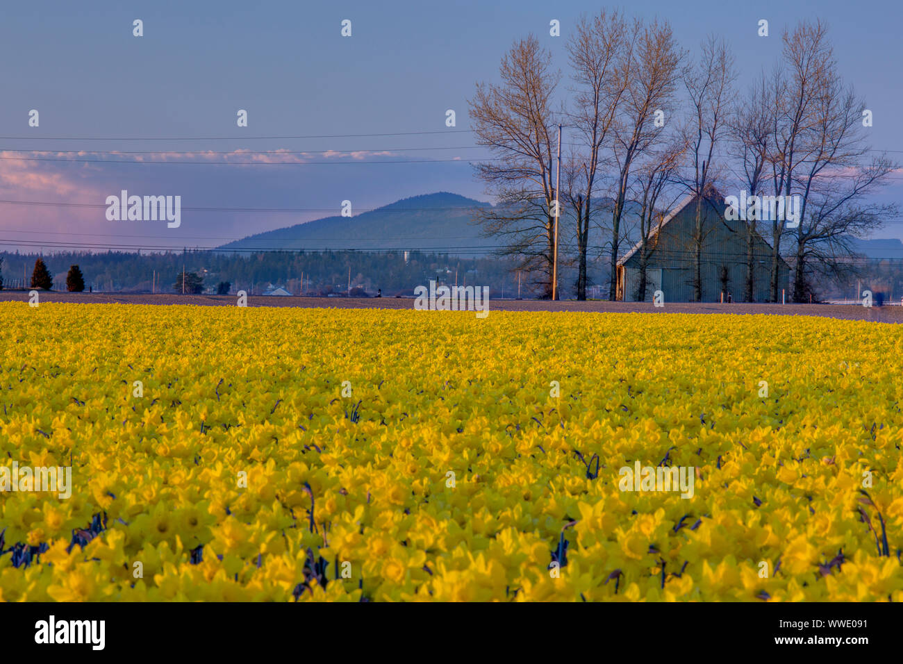 Festival des tulipes, Mt Vernon, Skagit Comté, Wa Banque D'Images