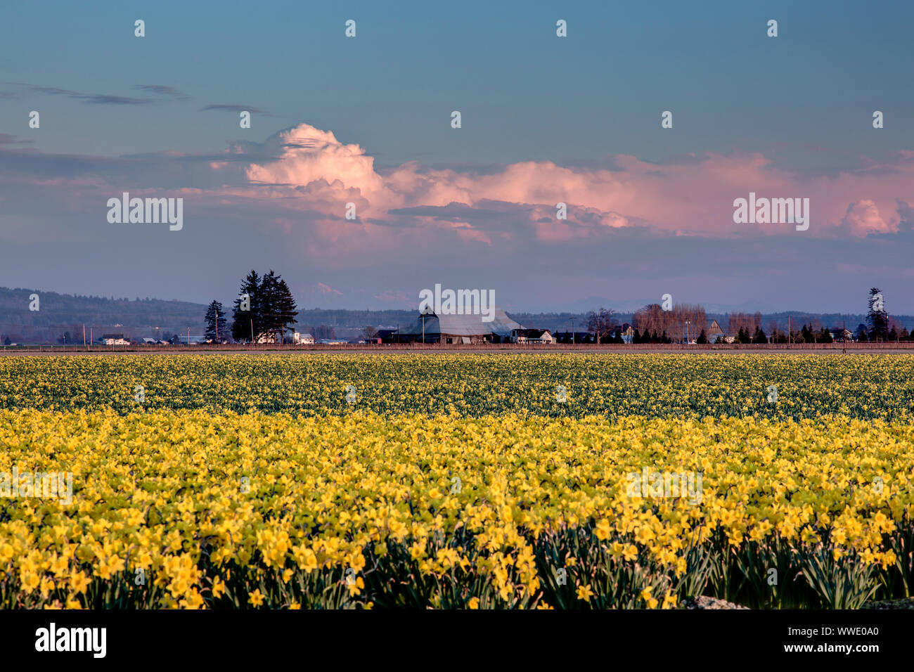 Festival des tulipes, Mt Vernon, Skagit Comté, Wa Banque D'Images