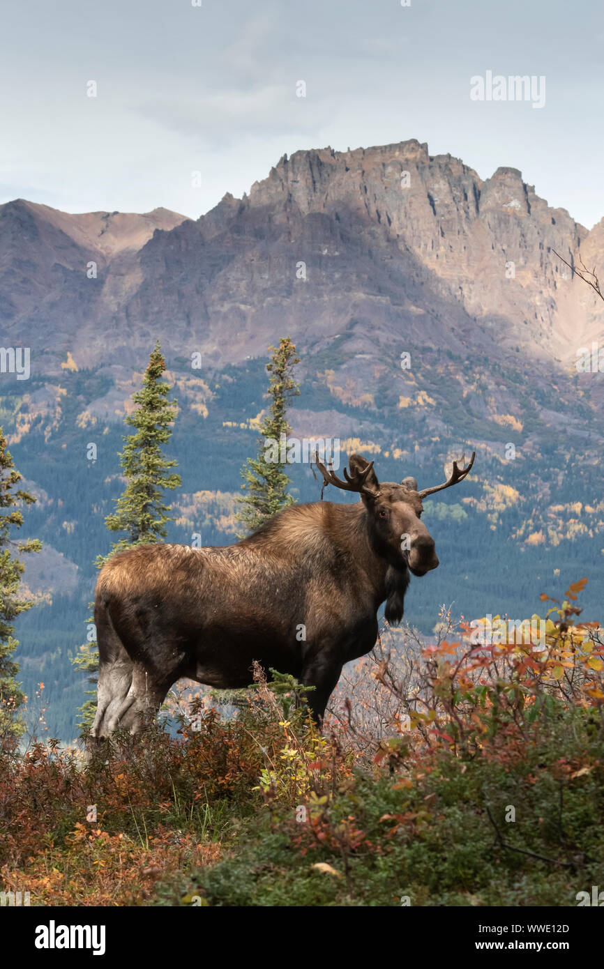 Amérique du Nord ; United States ; Alaska ; faune ; moose Alces alces gigas ; automne ; Banque D'Images