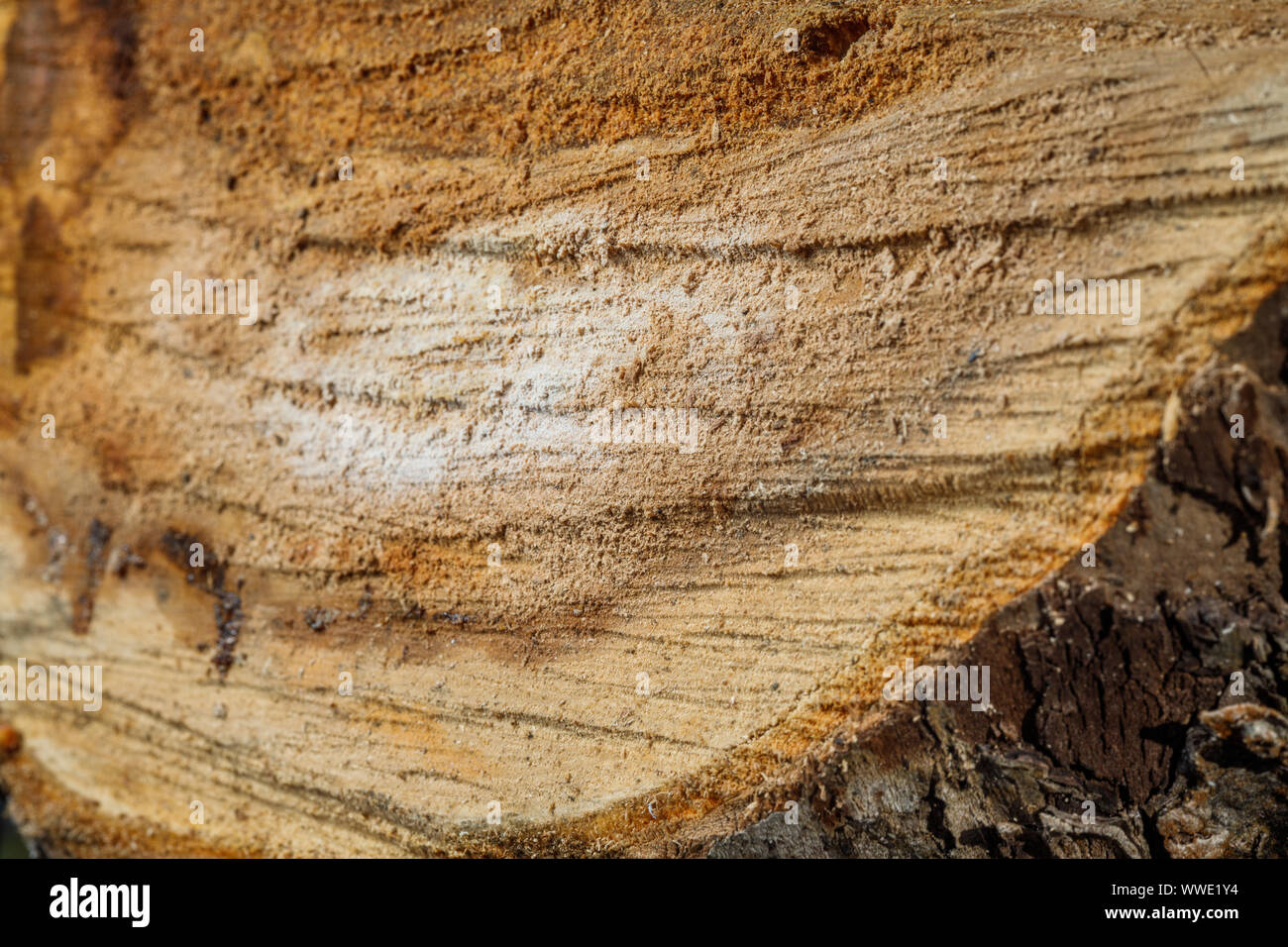 Bu un vieil arbre. Une pomme. La transformation du bois. La texture. Banque D'Images