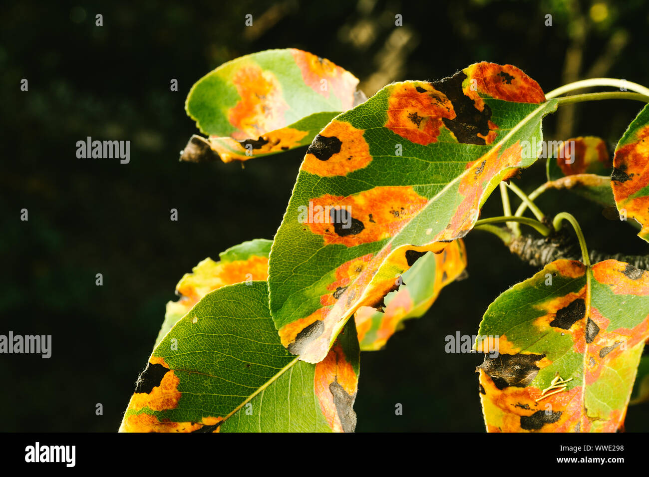Taches rouges sur les feuilles du poirier. L'arbre est malade d'un ...