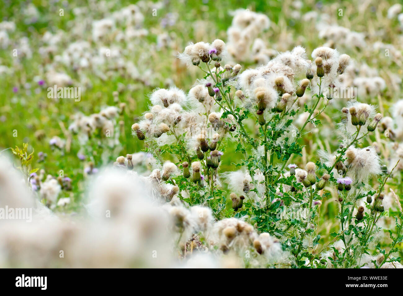 Chardon des champs (Cirsium arvense), à proximité de plusieurs seedheads que les graines commencent à se disperser dans le vent. Banque D'Images