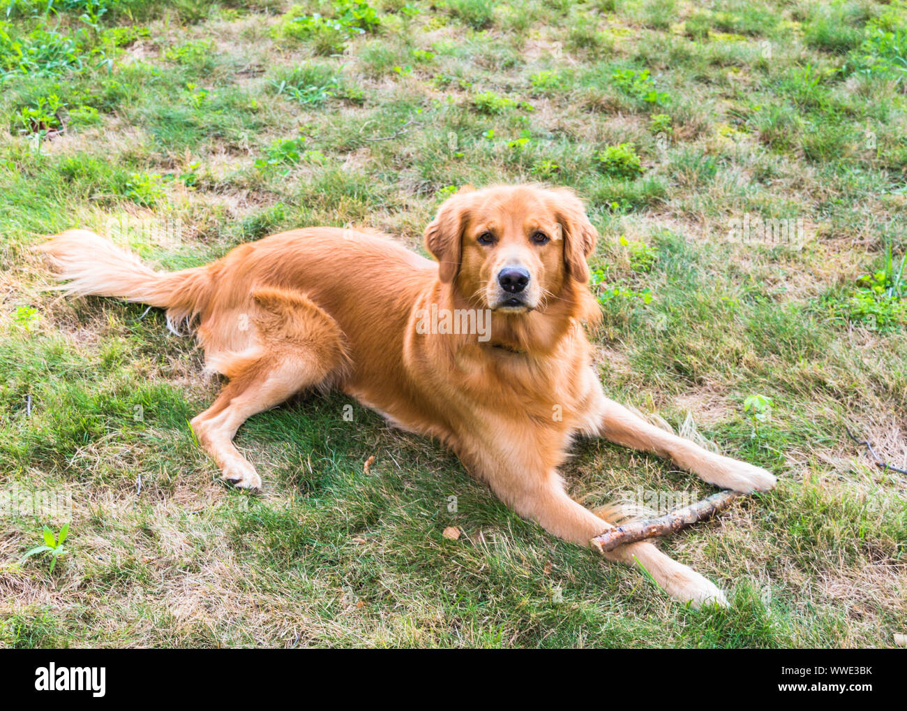 Golden Retriever assis dans l'herbe verte avec un bâton Banque D'Images