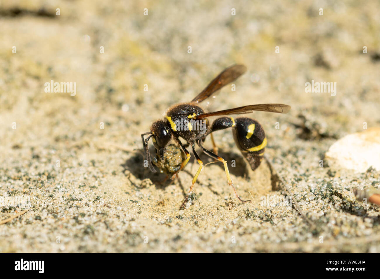 Heath potter wasp (Eumenes coarctatus) recueillir une boule d'argile pour construire son nid pot à Surrey, UK Landes Banque D'Images
