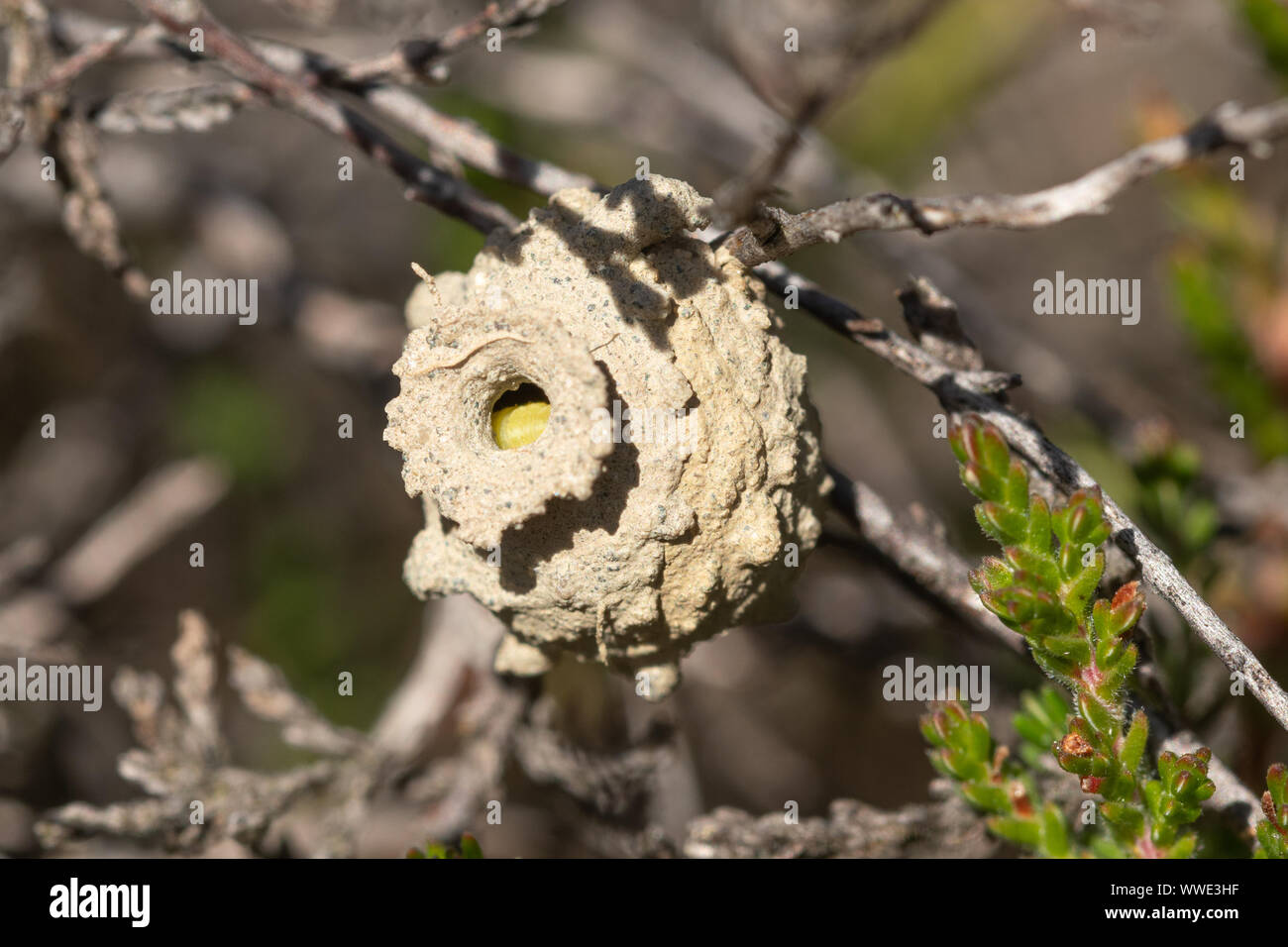 Heath potter wasp (Eumenes coarctatus) pot nid construit d'argile entre heather juste après avec une chenille Banque D'Images