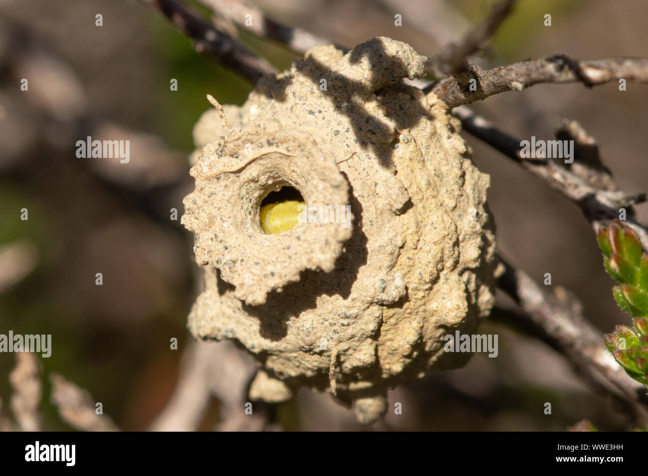 Heath potter wasp (Eumenes coarctatus) pot nid construit d'argile entre heather juste après avec une chenille Banque D'Images