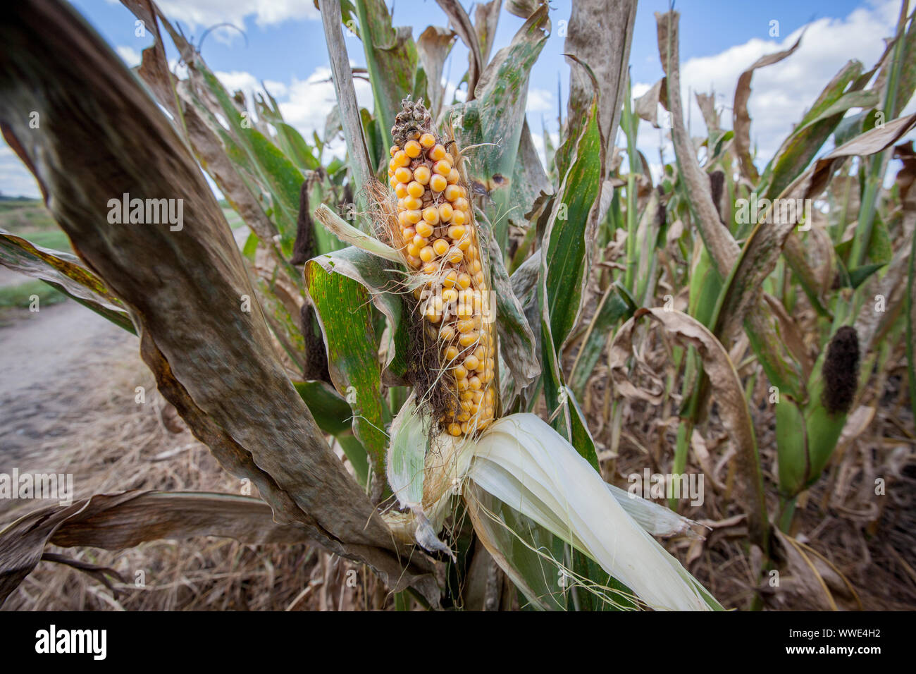 Le maïs mûr encore dans l'enveloppe dans le champ de blé prêt à être récolté dans le centre-ouest, près de Fort Wayne dans l'Indiana. Banque D'Images