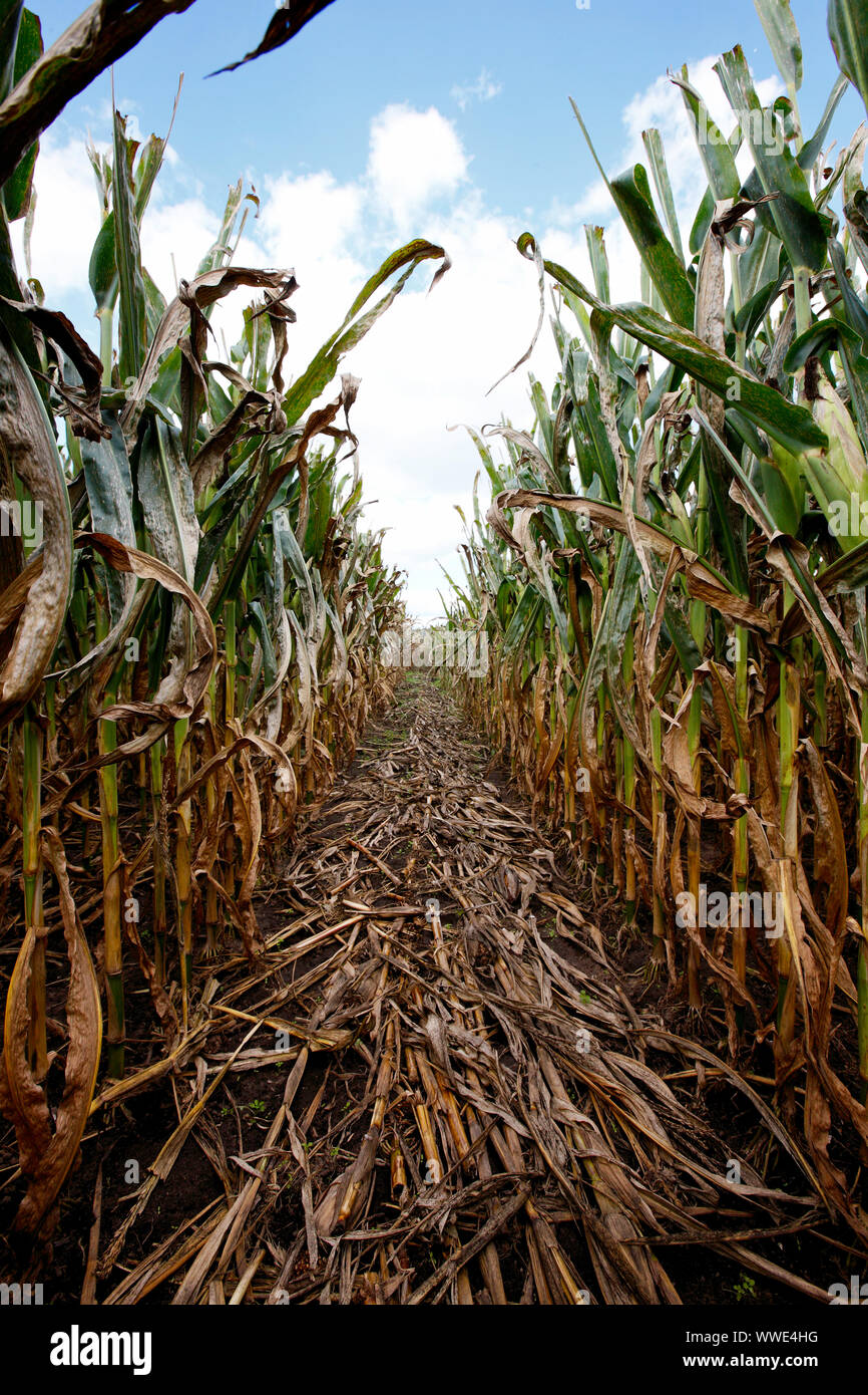 Le maïs mûr encore dans l'enveloppe dans le champ de blé prêt à être récolté dans le centre-ouest, près de Fort Wayne dans l'Indiana. Banque D'Images