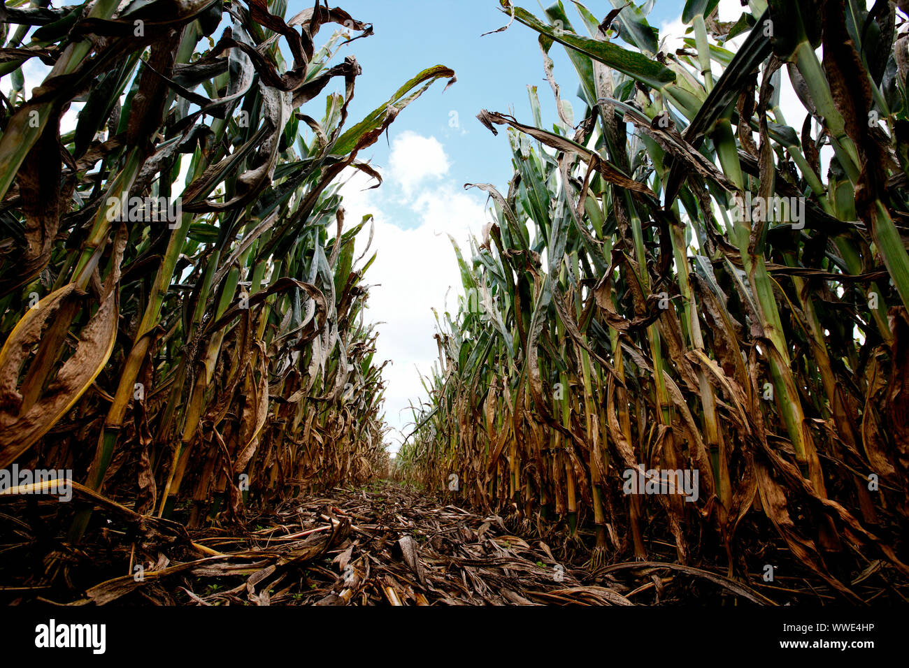 Le maïs mûr encore dans l'enveloppe dans le champ de blé prêt à être récolté dans le centre-ouest, près de Fort Wayne dans l'Indiana. Banque D'Images