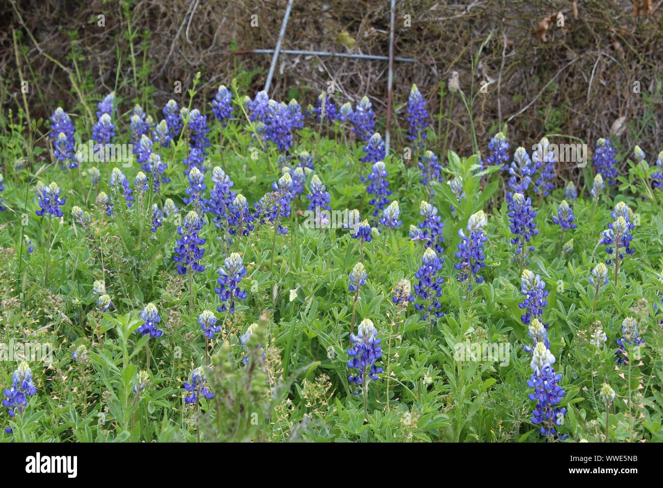 Bonnet bleu sur la route de Luckenbach au Texas, USA Banque D'Images