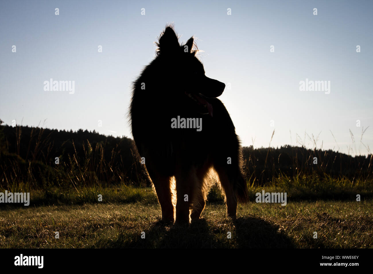 Senior à poil long chien berger allemand contre le soleil, 11 ans, au coucher du soleil, de l'Autriche Banque D'Images