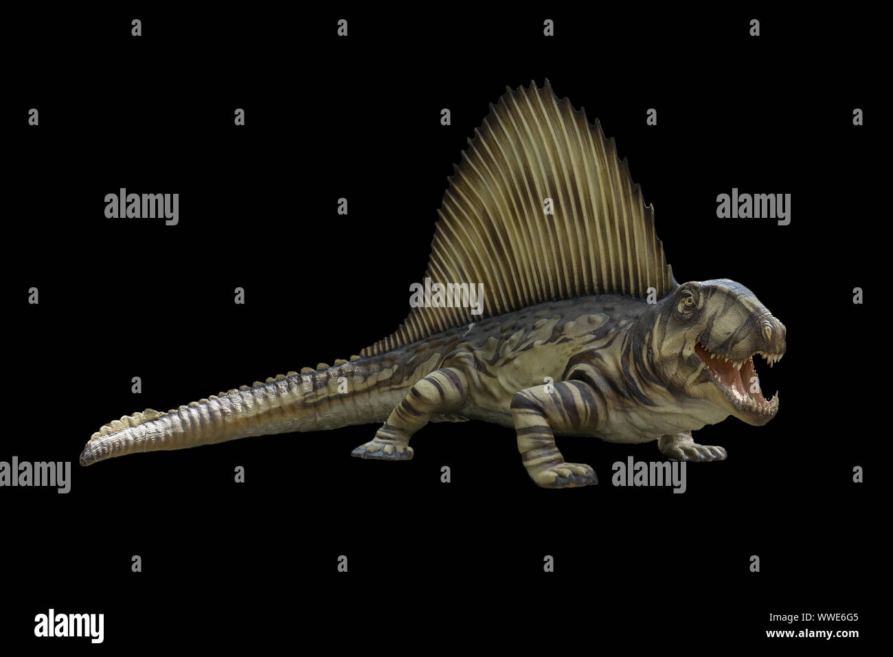 Portrait de dimetrodon isolé sur fond noir.Triceratops est un dinosaure carnivore vivait dans la période du Trias Banque D'Images