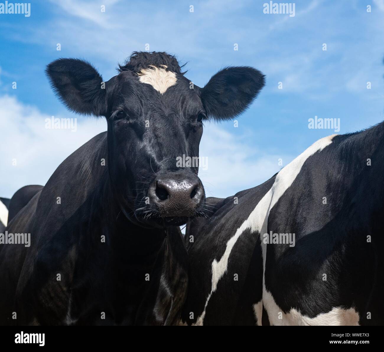 Une photo en gros plan d'une vache noire et blanche Banque D'Images