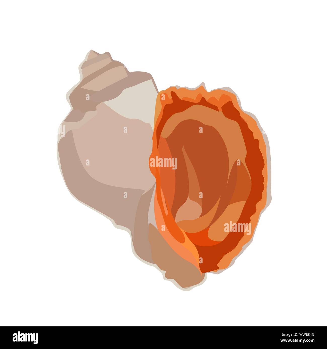 Belle rapana venosa icône shell isolé sur fond blanc, mollusque clam coquillage, vector illustration. Illustration de Vecteur