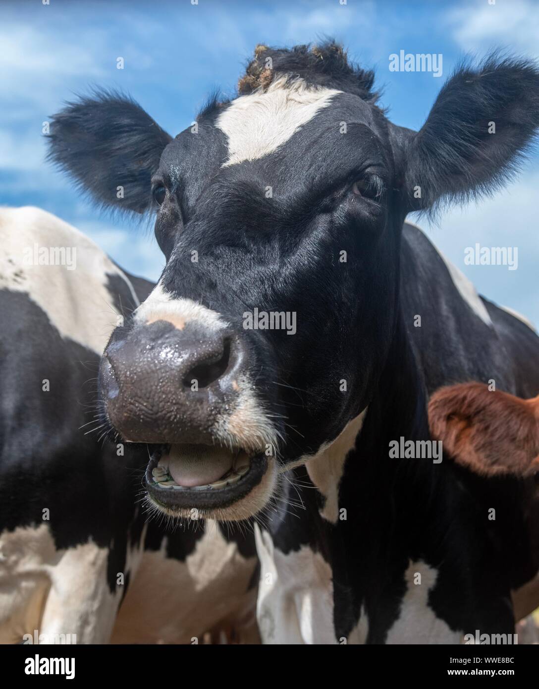 Une photo en gros plan d'une vache noire et blanche Banque D'Images