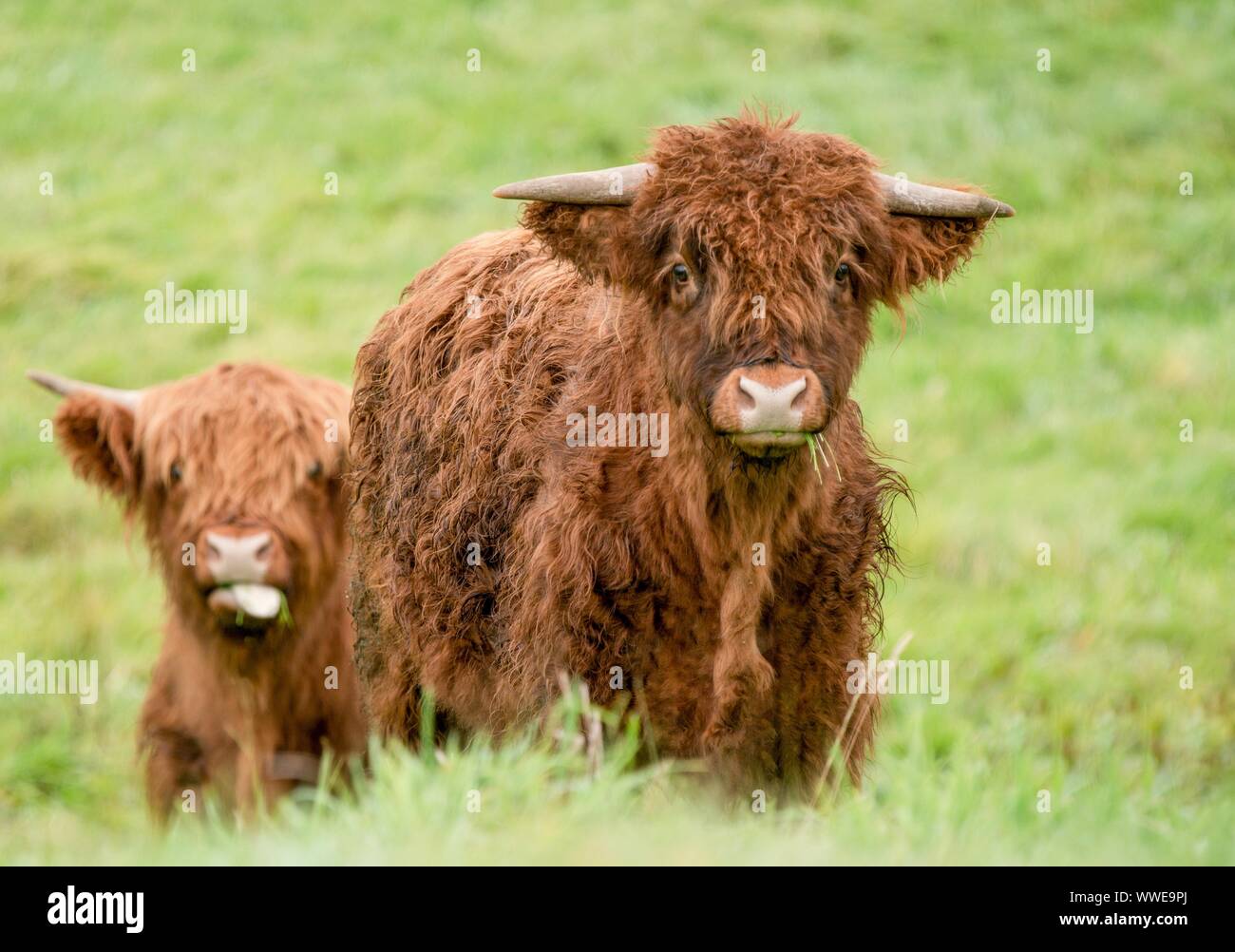 Vache Highland Banque D'Images