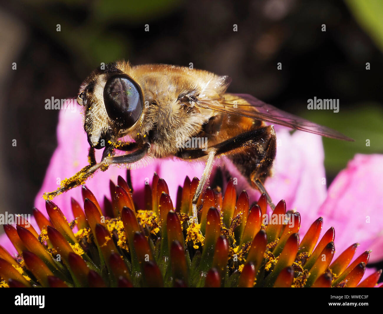 Mistbiene Schwebfliege (Eristalis tenax, auf) Purpur-Sonnenhut (Echinacea purpurea) in der Schweiz Banque D'Images