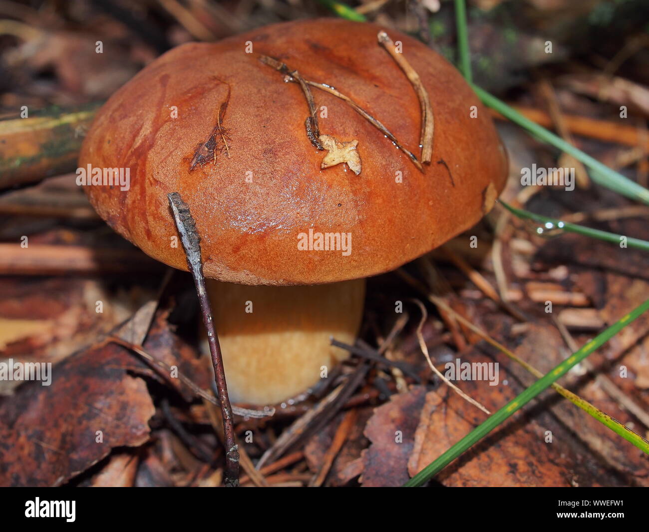 Champignons bolets pousse dans la forêt. La faune. Champignon comestible. Close up. Banque D'Images