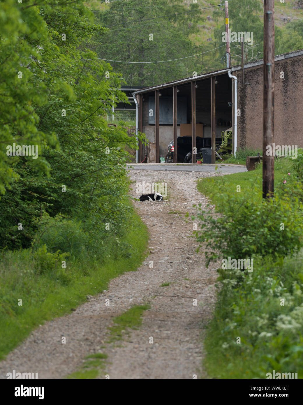 Colley chien couchage attend son propriétaire pour revenir sur une ferme à distance en Ecosse, Royaume-Uni Banque D'Images