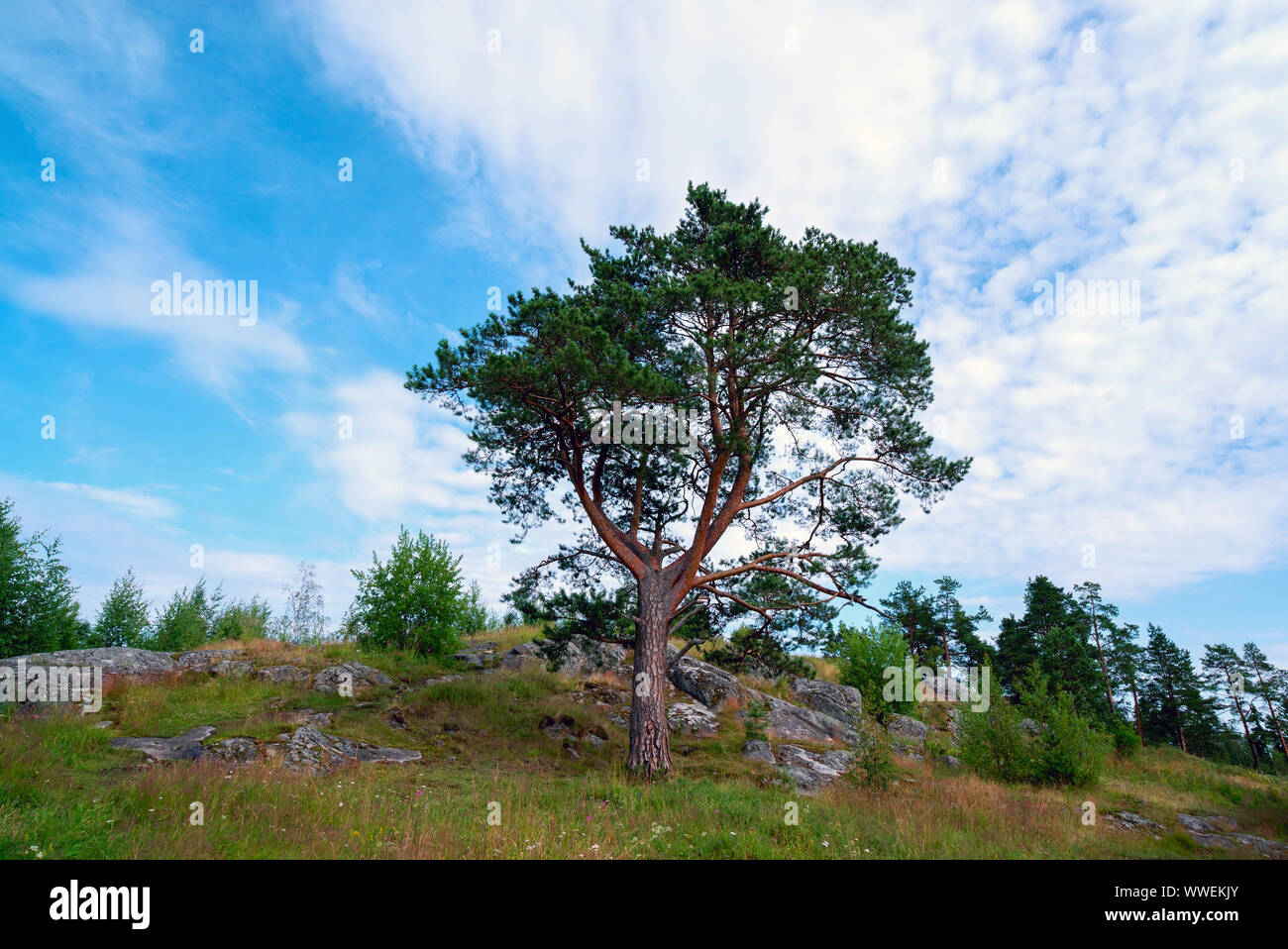 High pine sur la montagne . Paysage d'été, la Carélie Banque D'Images