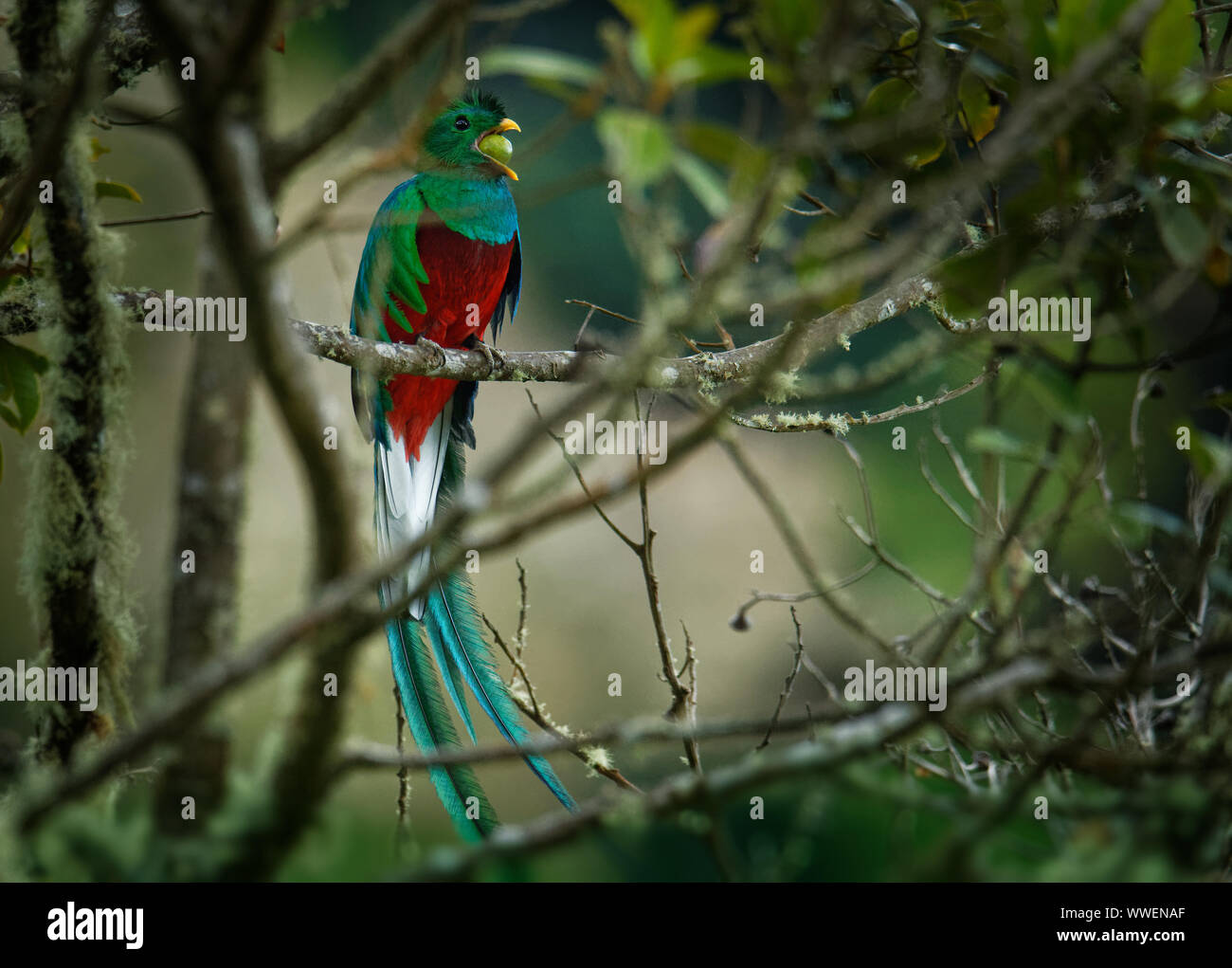 Quetzal Pharomachrus mocinno male oiseau de la famille trogon. Il — free download