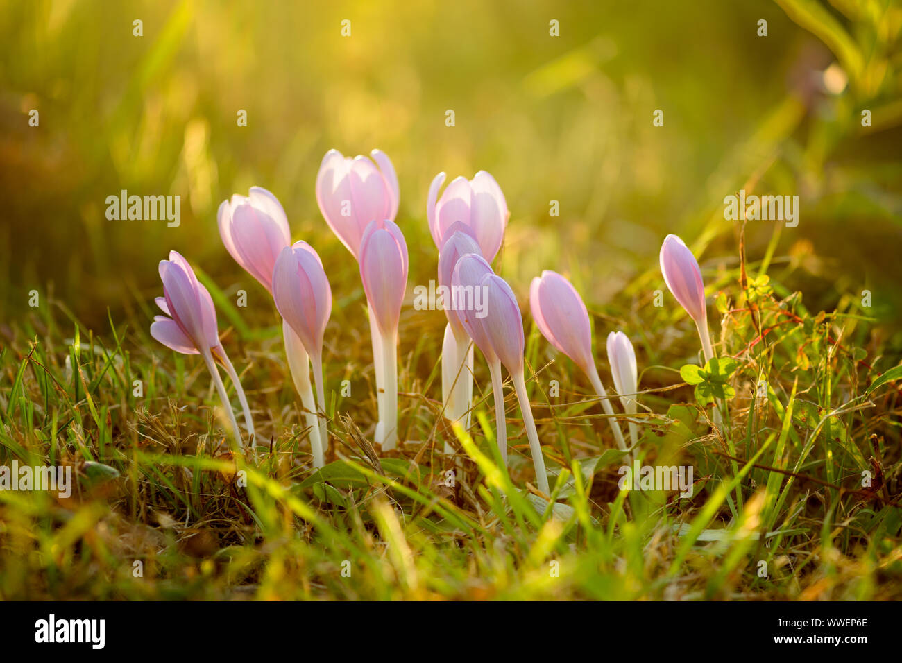 Colchicum autumnale, communément connu sous le nom de crocus d'automne, meadow safran ou fun mesdames,est une plante qui fleurit en automne qui ressemble au vrai cro Banque D'Images