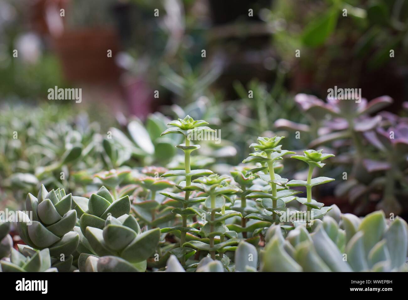 Une grappe de petites plantes succulentes. Banque D'Images