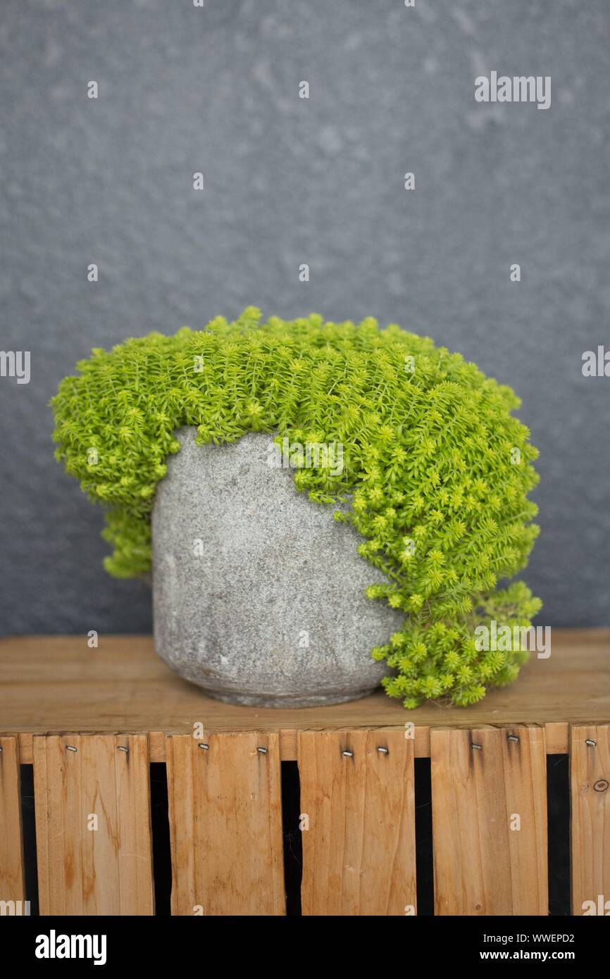 Sedum Japonicum 'Tokyo Sun' plante d'intérieur. Banque D'Images
