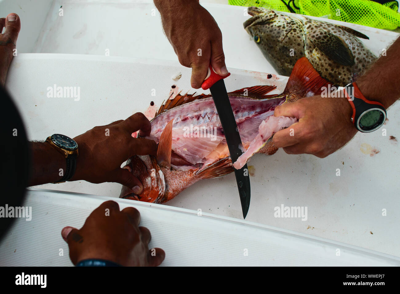 Gouttant un poisson fraîchement pêché sur un bateau de pêche Banque D'Images