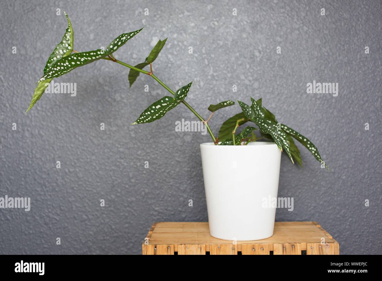 Begonia 'Mon Ange Spécial' (hybride) plante fibreuse de bégonia. Banque D'Images