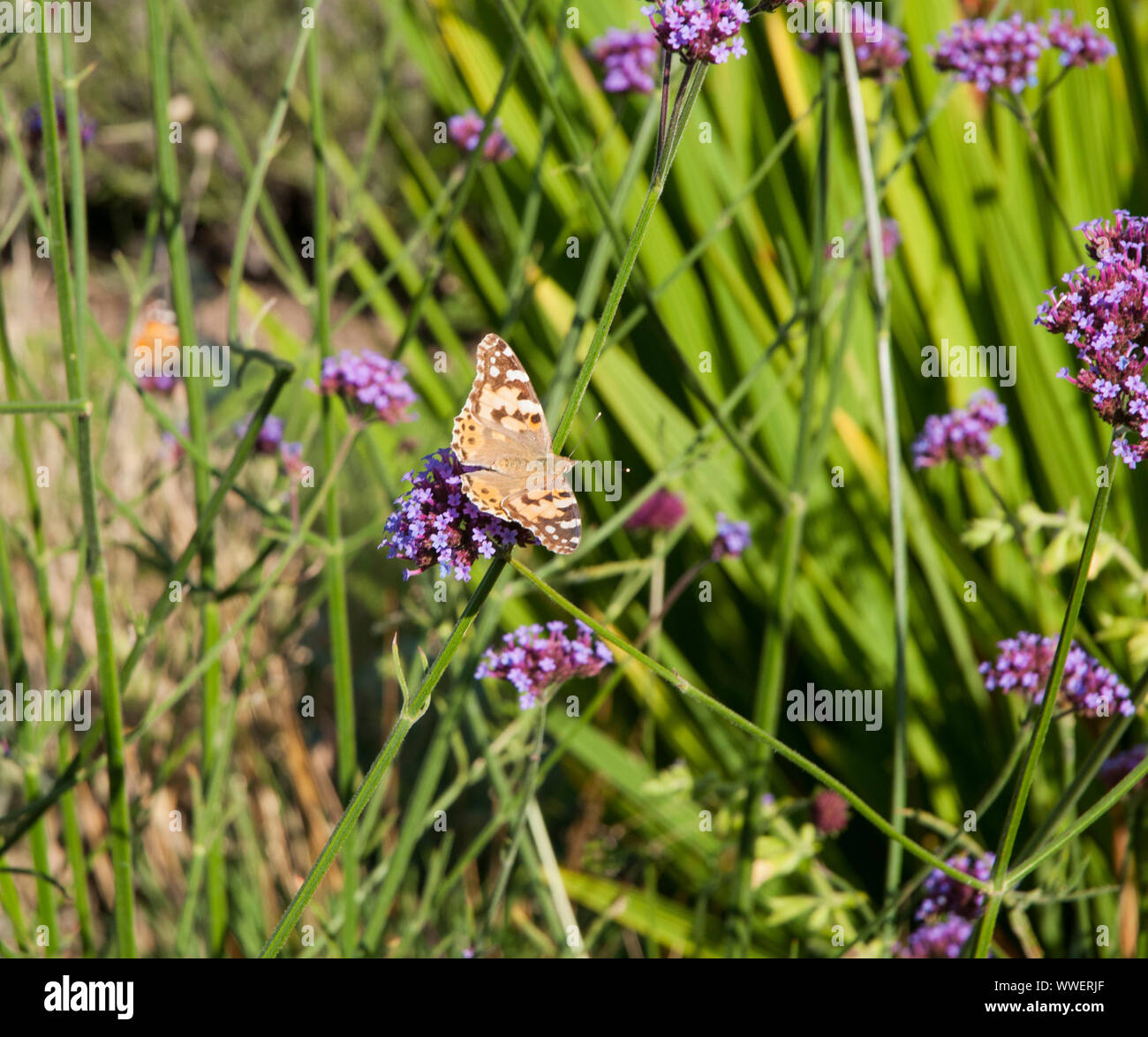 Papillon belle dame se nourrissant de Verbena bonariensis dans un jardin sauvage Banque D'Images