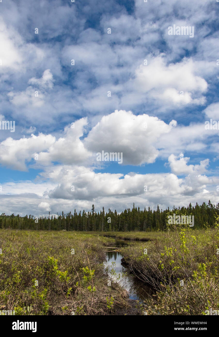 Billowy incroyable des nuages blancs dans le ciel bleu sur Spruce Bog sur une journée ensoleillée dans le parc Algonquin Banque D'Images