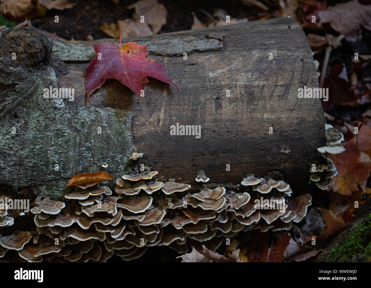 Automne close up d'un écosystème sol forestier Banque D'Images