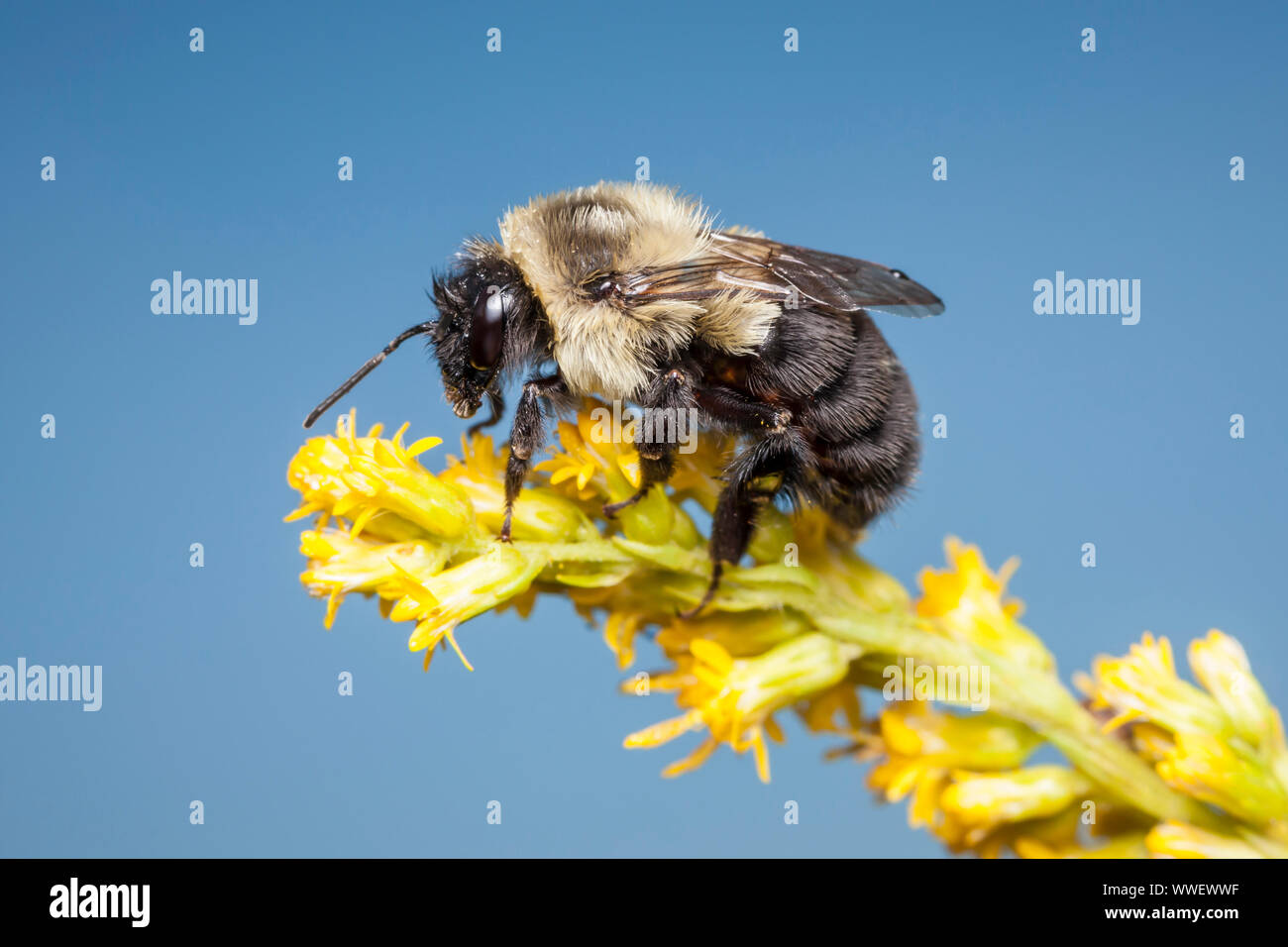 Une politique commune de l'Est de bourdons (Bombus impatiens) perché sur un Houghton fleur. Banque D'Images