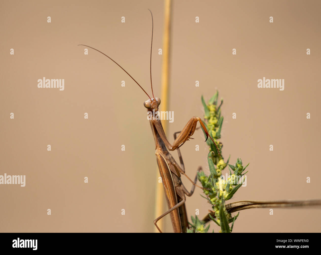 Brown Praying Mantis (Mantodea) Colorado, USA Banque D'Images