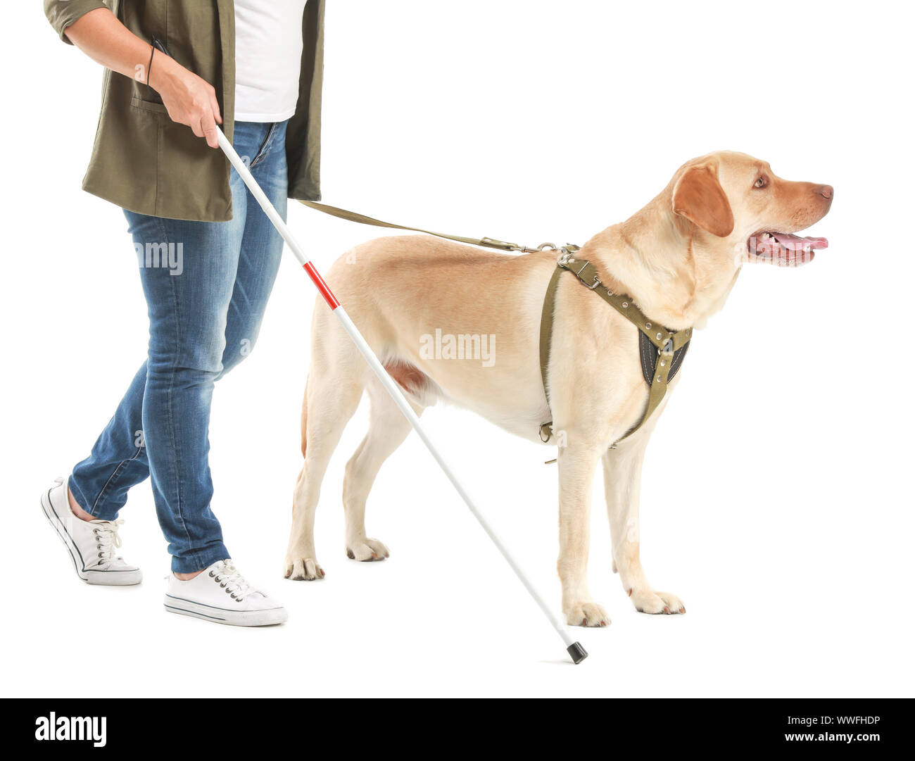 Blind woman chien-guide sur fond blanc Banque D'Images