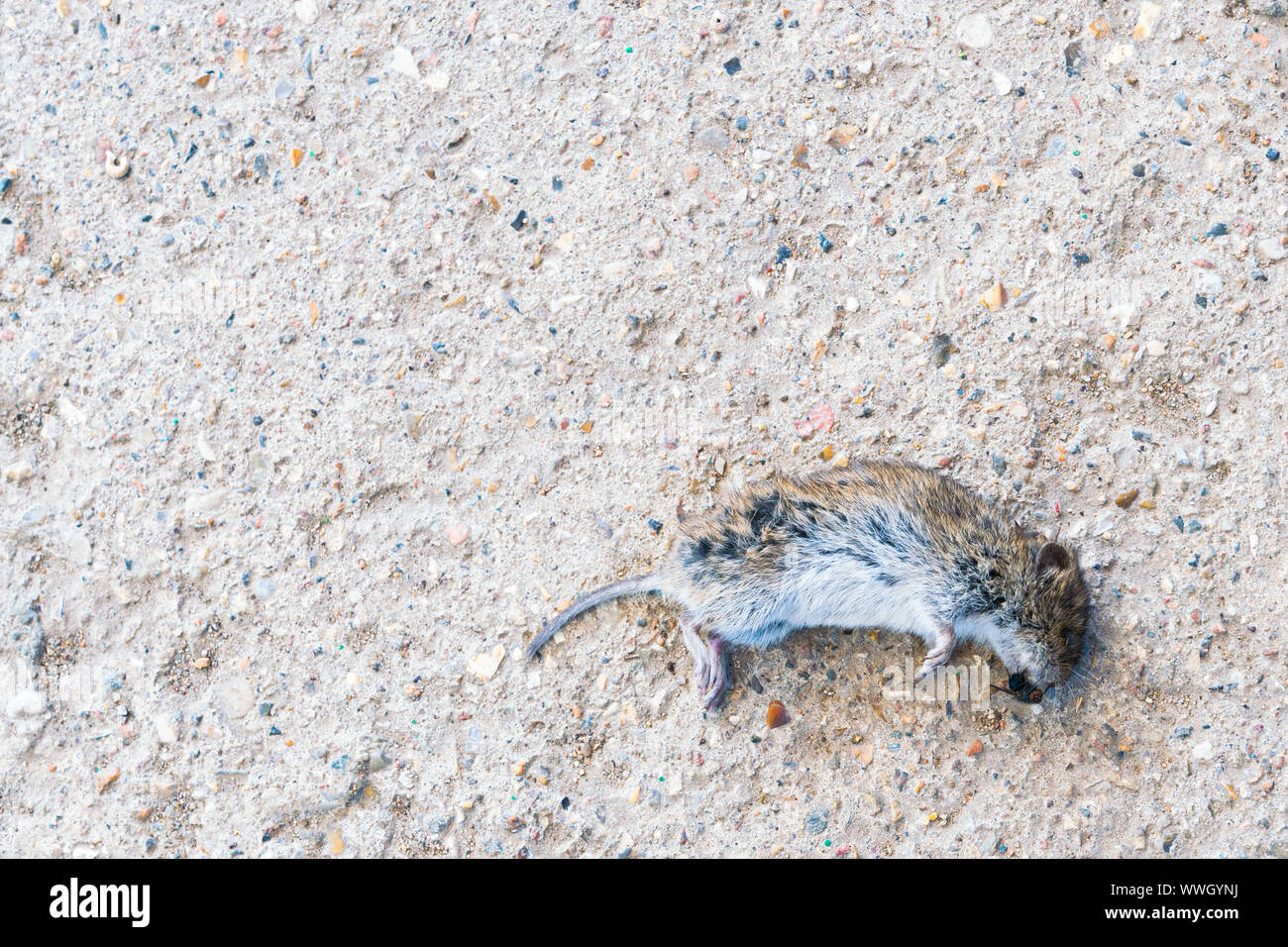 Gris souris est mort sur le sol en ciment, parce que c'était une morsure de chat. Cadavre de rat. Banque D'Images