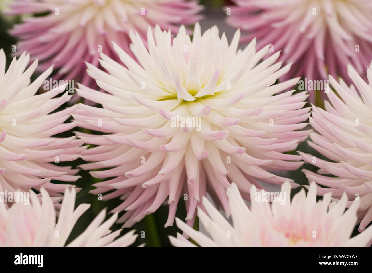 Dahlia 'Trelyn Kiwi' fleurs. Banque D'Images